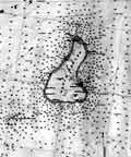 Newport To Plum Island  Including Block Island Sound  Nautical Chart - 1889