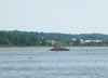 Musselbed Shoals Lighthouse's Base and Skeleton Tower